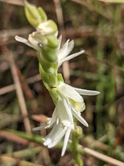 Spiranthes longilabris