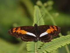 Adelpha argentea