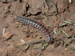 Pseudopolydesmus