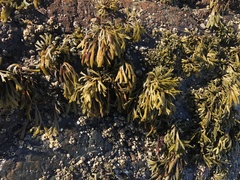 Pelvetiopsis limitata