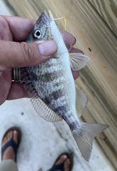 Orthopristis chrysoptera