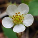 Virginia Strawberry - Photo (c) Matthias Buck, some rights reserved (CC BY-NC), uploaded by Matthias Buck