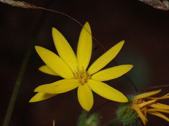 Chrysopsidinae