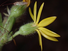 Chrysopsidinae