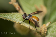 Galactomyia