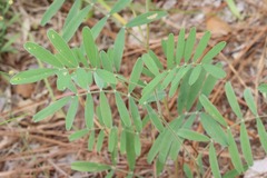 Tephrosia onobrychoides