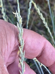 Thinopyrum intermedium