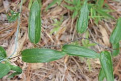 Smilax laurifolia