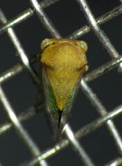 Smiliinae