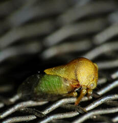 Smiliinae