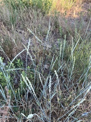 Thinopyrum intermedium