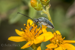 Tomentgaurotes batesi
