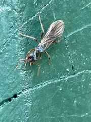 Rhytidoponera aspera