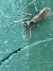 Rhytidoponera aspera