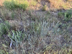 Thinopyrum intermedium