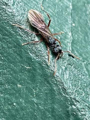 Rhytidoponera aspera