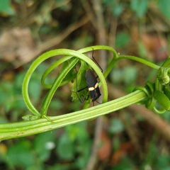 Hypselonotus interruptus