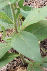 Silphium gracile
