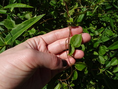 Muehlenbeckia australis