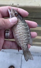 Lutjanus griseus