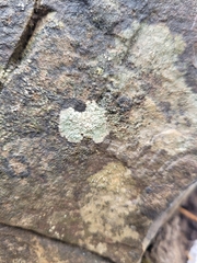 Lecanora strobilina