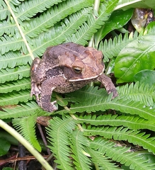 Incilius valliceps