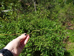 Muehlenbeckia australis