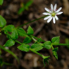 Stellaria flaccida