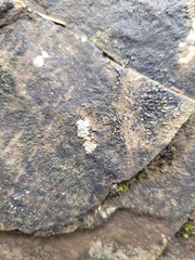 Lecanora strobilina