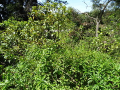 Muehlenbeckia australis