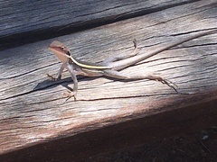 Agamidae