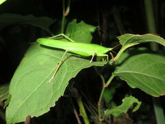 Euconocephalus varius