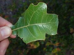 Quercus marilandica