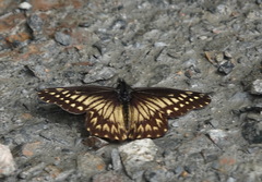 Catasticta pinava pinava