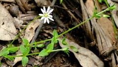 Stellaria flaccida