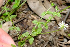 Stellaria flaccida