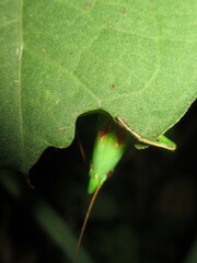 Euconocephalus varius