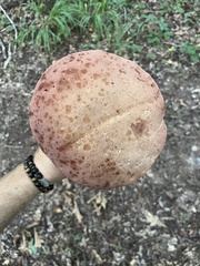 Xanthoconium purpureum