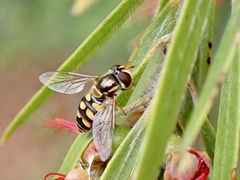 Simosyrphus grandicornis