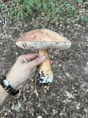 Xanthoconium purpureum