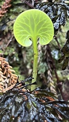 Hymenophyllum nephrophyllum