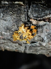 Teloschistes chrysophthalmus