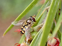 Simosyrphus grandicornis