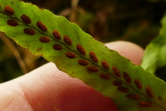 Notogrammitis pseudociliata