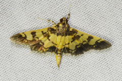 Ategumia dilecticolor