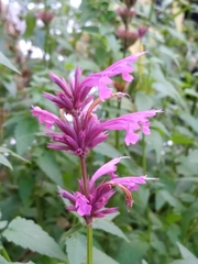 Agastache mexicana