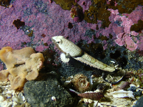 Spinynose Sculpin