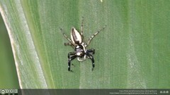 Phintelloides versicolor