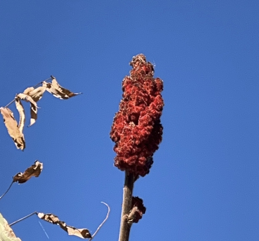 staghorn sumac from Lake Ontario, Rochester, NY, US on October 23, 2022