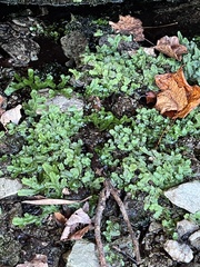 Marchantia polymorpha